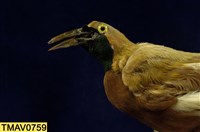 Lesser bird-of-paradise Collection Image, Figure 9, Total 9 Figures